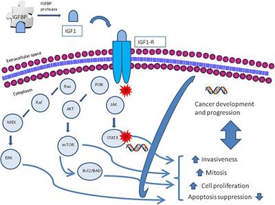 Role of the IGF-1 Axis in Overcoming Resistance in Breast Cancer